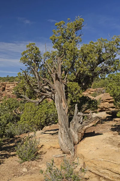 Pokroucené jalovec strom v poušti — Stock fotografie