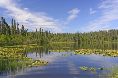 Güneş ve ıssızlık zambak yastıkları