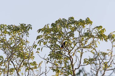 Salma Toucan ağaçta fatura