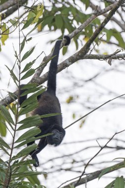 Uluyan maymun bir ağaçta asılı