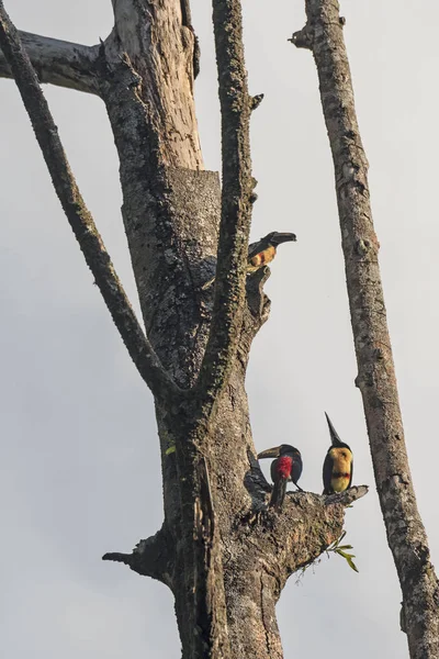 Γιακά Aracaris σε ένα δέντρο ένθεσης — Φωτογραφία Αρχείου
