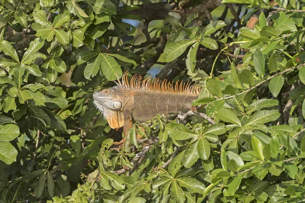 木の男性のイグアナ — ストック写真