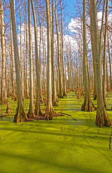 Cypress pântano no sol — Fotografia de Stock