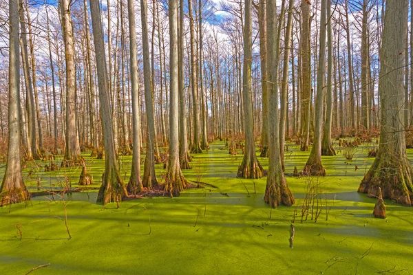 普里斯沼泽中的神秘色彩 — 图库照片