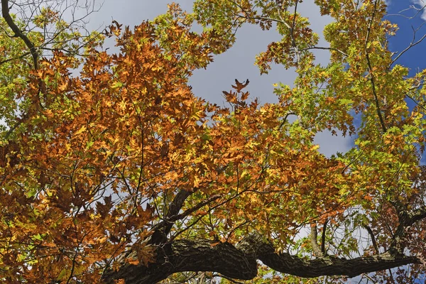 Rel van kleuren in de herfst bos — Stockfoto