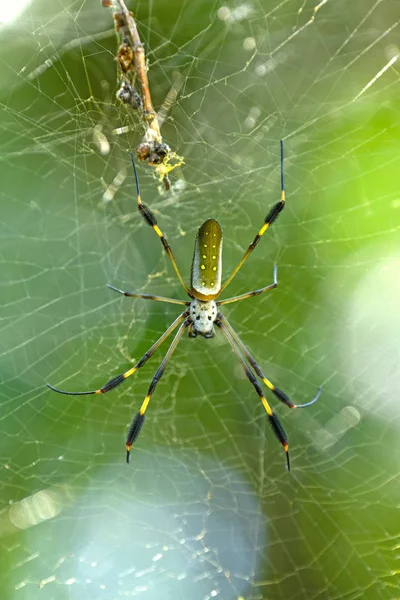 Golden Orb Spider in the Forest