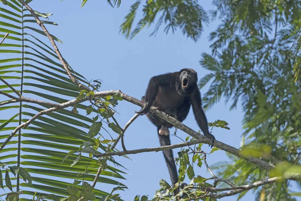 Macaco uivo macho uivando nas árvores — Fotografia de Stock