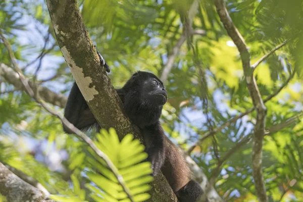 Howler Monkey em uma árvore da floresta tropical — Fotografia de Stock