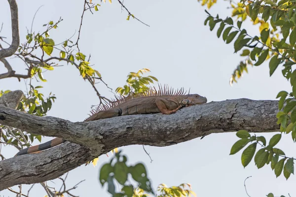 Iguana Descansando em uma árvore — Fotografia de Stock