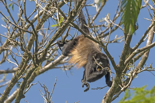 Joven mono aullador alimentándose en un árbol — Foto de Stock