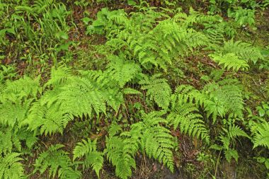 Ferns orman katta