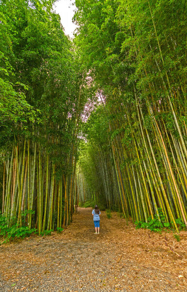 Looking up into a Bamboo Forest