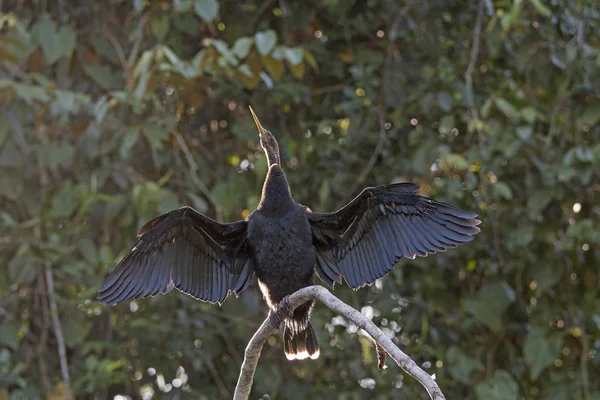 Anhinga séchant ses ailes — Photo