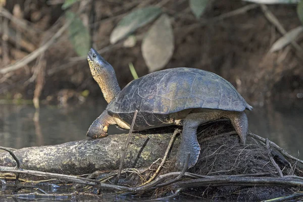 Zwarte moerasschildpad zonnen zelf — Stockfoto