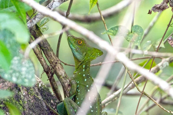 Basilisco Lagarto en el follaje —  Fotos de Stock