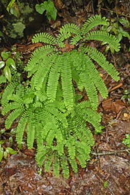 Baldırıkara otu Fern ormandaki