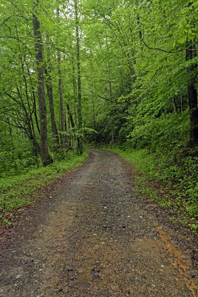 Szlak puszczą w Las deszczowy — Zdjęcie stockowe