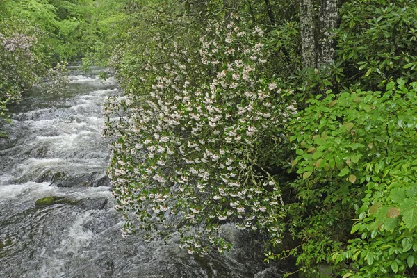 春天沿着一条狂暴的溪水流淌的月桂树 — 图库照片