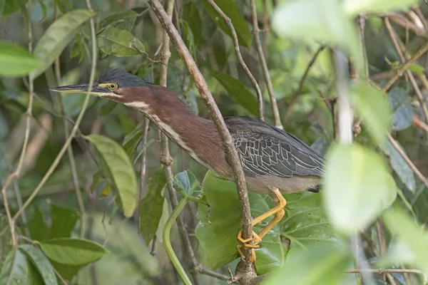 Green Heron Hiding in the Trees — Stock Photo, Image