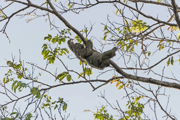 Two Toed Sloth Moving in a tree