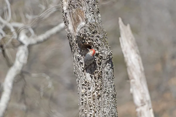 Pájaro carpintero vientre rojo en su nido tre — Foto de Stock