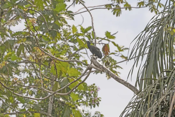 Green Ibis in Rainforest Tree — стоковое фото