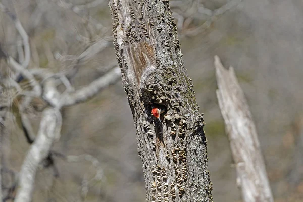 Rotbauchspecht lugt aus seinem Nest — Stockfoto