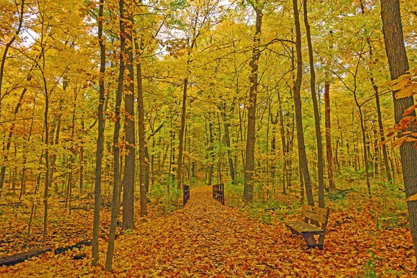 Quiet Forest Path jesienią — Zdjęcie stockowe