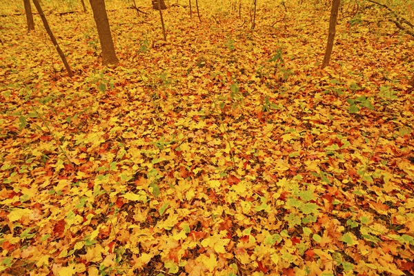 숲 바닥에 화려한 잎 — 스톡 사진