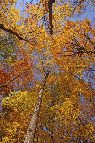 Looking up into the Fall Forest — Stock Photo, Image