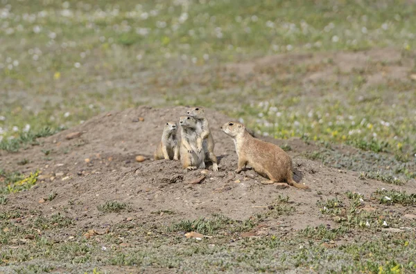 Prairie Dog Family Gathering — Stock Photo, Image