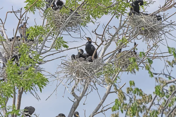 Duplo Crested Cormorants em uma árvore de nidificação — Fotografia de Stock