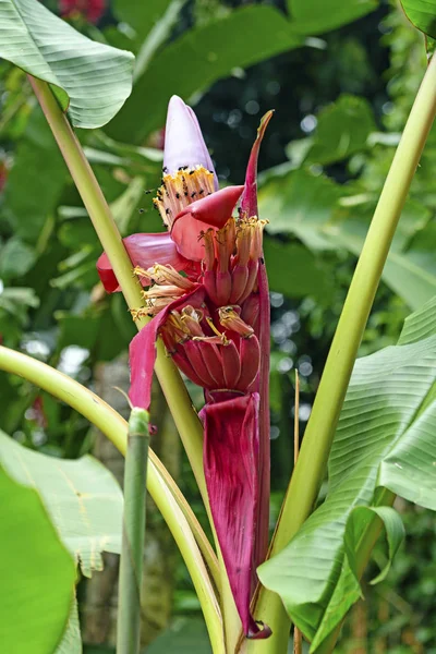 Fleur de bananier sous les tropiques — Photo