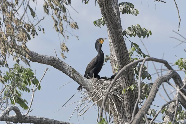 Doppio Cormorano Crested sul suo nido — Foto Stock