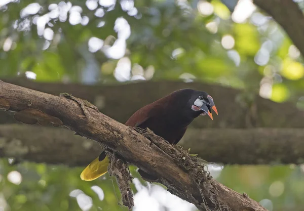 Montezuma Oropendola em uma árvore — Fotografia de Stock