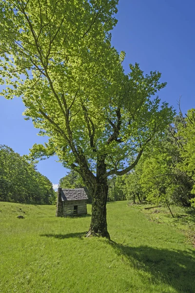 Árbol viejo y cabaña vieja —  Fotos de Stock