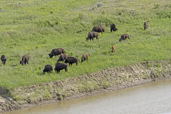 群曲流溪水上北美野牛 — 图库照片