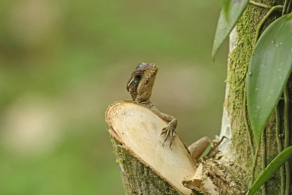 Ameiva bir ağaç trun tırmanma kertenkele