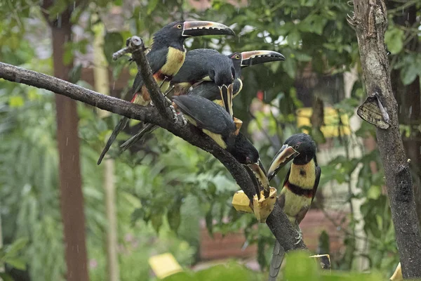 Pachet de Aracaris la un arbore de hrănire — Fotografie, imagine de stoc