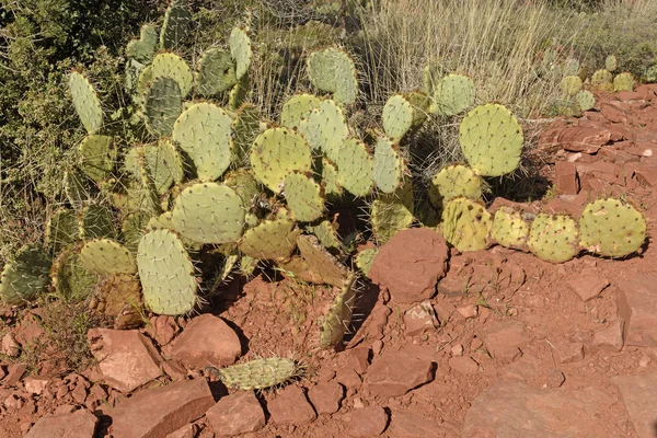 Cacto de pêra espinhosa no deserto — Fotografia de Stock