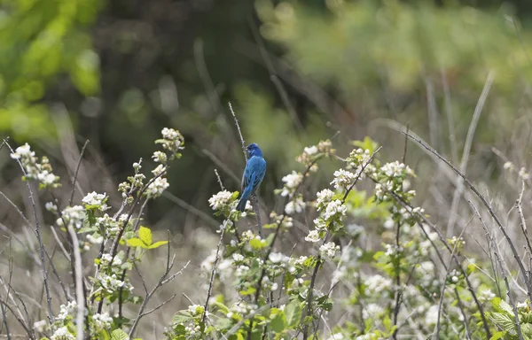 Indigo Bunting in a Mountain Meadow — Stock Photo, Image