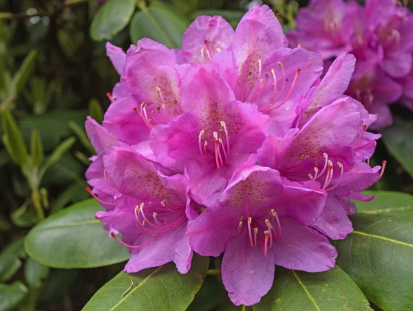 Rododendro in primavera — Foto Stock