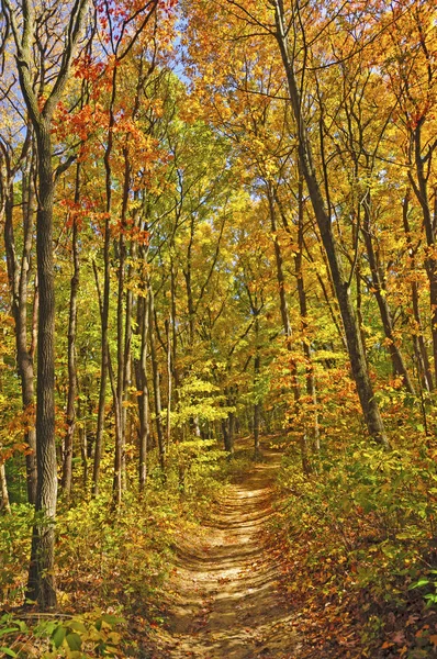 Zacieniowane szlaku jesienią — Zdjęcie stockowe