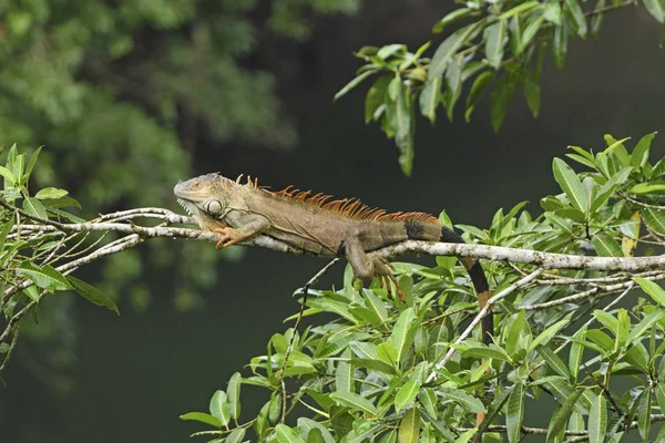 Iguana en un árbol de la selva tropical —  Fotos de Stock