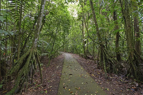 Palmas caminando a lo largo de un sendero de selva tropical — Foto de Stock