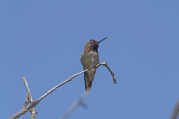 Colibrí de Anna en un árbol costero — Foto de Stock