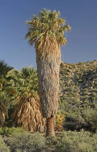 砂漠のオアシスでカリフォルニア州ファンのヤシ — ストック写真