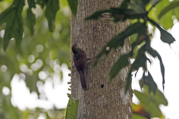 Βόρεια παραγραφεί Woodcreeper στο δάσος — Φωτογραφία Αρχείου