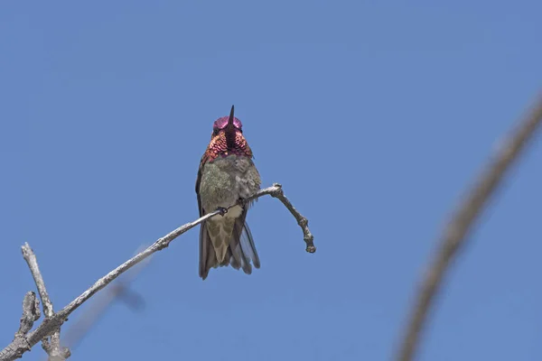 Hummingbird Άννας σε ένα δέντρο — Φωτογραφία Αρχείου