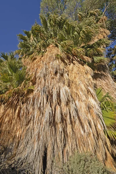 抬头望着一扇棕榈树 — 图库照片